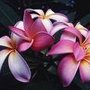 Photo of Blumen Elfriede Loferer