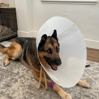 Veterinary Emergency Group - Back at home after surgery - Emergency Pet Hospital Near Me - Encinitas, California