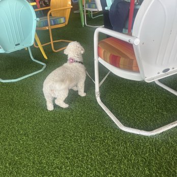 Backyard - Gilbert - Smells like dog piss when you are tying to eat. - Cocktail Bars Near Me - Gilbert, Arizona Backyard - Gilbert - Smells like dog piss when you are tying to eat. - Cocktail Bars Near Me - Gilbert, Arizona
