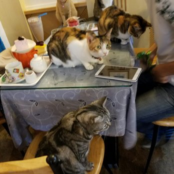 小貓花園 87 Photos 福華路129號 士林區 台北市 Taiwan Yelp