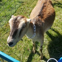Montclair History Center - Goat at Cheese Fest