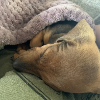 Peaceful Pets: In-home Euthanasia Service - My little Goose - Pet Hospice Near Me Peaceful Pets: In-home Euthanasia Service - My little Goose - Pet Hospice Near Me
