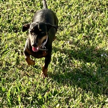 Veterans Community Park - Dog Parks Near Me - Naples, Florida Veterans Community Park - Dog Parks Near Me - Naples, Florida