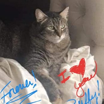 Lili Veterinary Hospital - Veterinarians Near Me - San Antonio, Texas