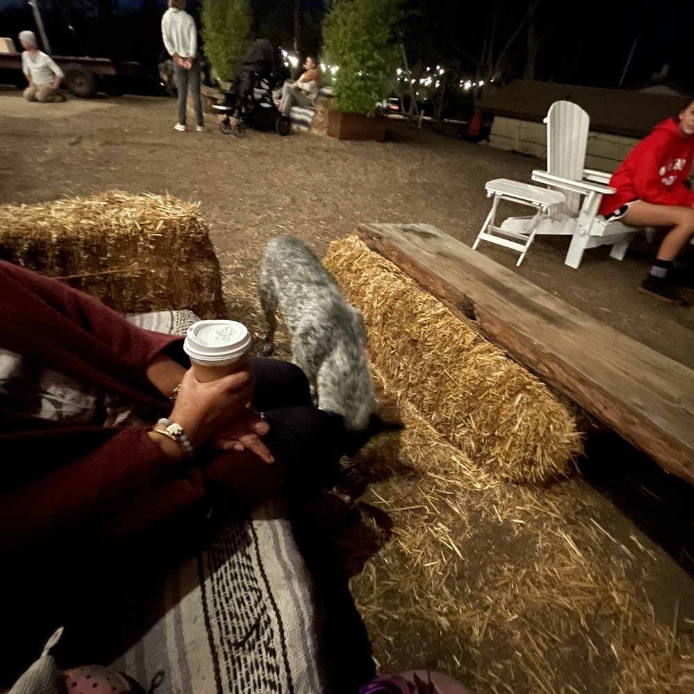 The Vineyard 1924 - Hot Tea, Cocoa, Cider, and a Canine - Christmas Trees Near Me - Fallbrook, California