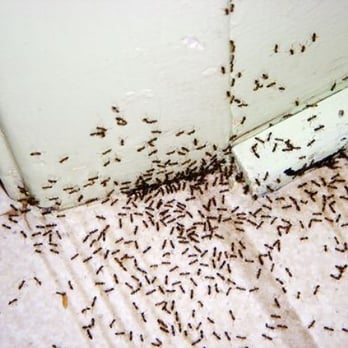 CAD Pest Control - We offer a 6 week ant treatment guarantee! - Pest Control Near Me - Reno, Nevada CAD Pest Control - We offer a 6 week ant treatment guarantee! - Pest Control Near Me - Reno, Nevada