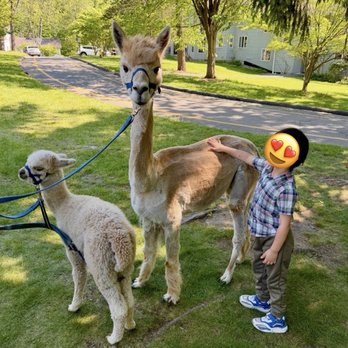 Sheep and Wool Festival - Llama llama? No it's an alpaca! - Festivals Near Me - Chestnut Ridge, New York Sheep and Wool Festival - Llama llama? No it's an alpaca! - Festivals Near Me - Chestnut Ridge, New York