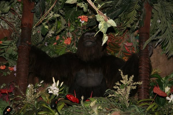 Rainforest Cafe by null