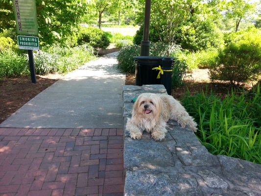 Cabbagetown Park by null