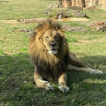 Caldwell Zoo - Lion - Zoos Near Me - Tyler, Texas Caldwell Zoo - Lion - Zoos Near Me - Tyler, Texas