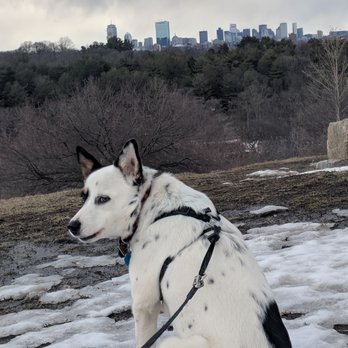 LEASH Dog Care - Dog Walkers Near Me