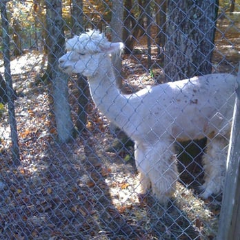 America's Stonehenge - alpaca - Landmarks & Historical Buildings Near Me - North Salem, New Hampshire America's Stonehenge - alpaca - Landmarks & Historical Buildings Near Me - North Salem, New Hampshire