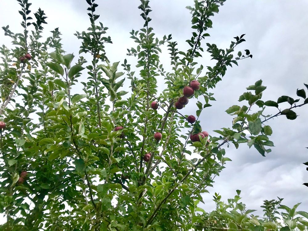 GIAMARESE FARM Updated September 2024 108 Photos & 79 Reviews 155