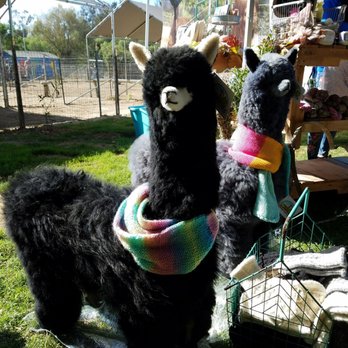Alpacas at Windy Hill - These stuffed creatures are super-soft! - Attraction Farms Near Me - Somis, California