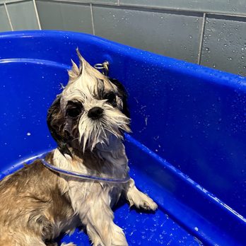Little Luxe Grooming - Pet Groomers Near Me Little Luxe Grooming - Pet Groomers Near Me