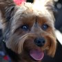 Photo of The Daily Dog LLC