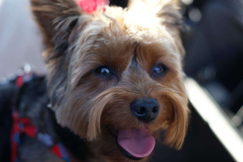 The Daily Dog LLC - pet boarding facility in Mint Hill, NC