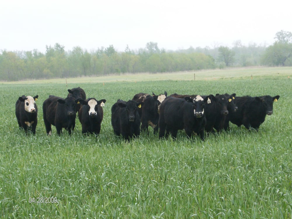 Food from J&O All Natural Beef