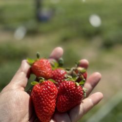 Calico Ranch - You pick strawberries