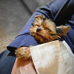 Jam's Yorkies - Oliver the Yorkie Napping Under Anointed Cloth