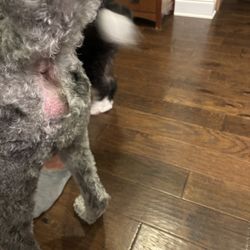 Little Shop Of Grooming - The pictures speak for themselves.