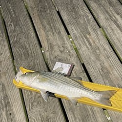 Sun Outdoors Cape Charles - Fish some one caught on pier