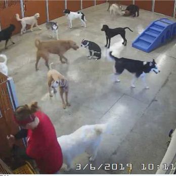 Camp Bow Wow - My dog having a blast his first FREE day at camp! - Pet Boarding Near Me - Indianapolis, Indiana Camp Bow Wow - My dog having a blast his first FREE day at camp! - Pet Boarding Near Me - Indianapolis, Indiana