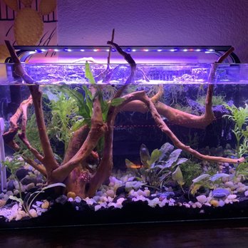 Aquatic Design Aquariums - Aquarium Services Near Me - Plano, Texas Aquatic Design Aquariums - Aquarium Services Near Me - Plano, Texas