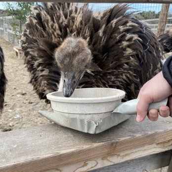 Ostrichland USA - Attraction Farms Near Me - Solvang, California