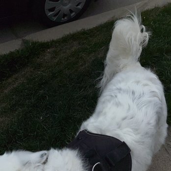 Ruff House - Bear's bath, shower, nails, teeth... what's missing?? for the 2nd time even?? HAIRCUT!! - Pet Training Near Me - Orem, Utah