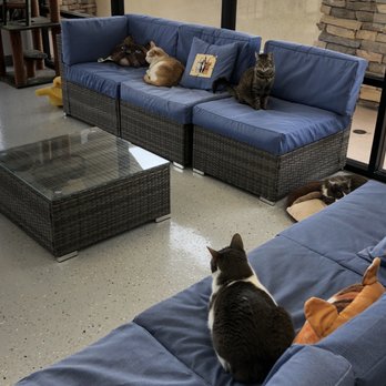 Cat Cafe Rescue - Pet Adoption Near Me - Chino Hills, California Cat Cafe Rescue - Pet Adoption Near Me - Chino Hills, California