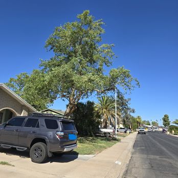 Sage Tree Care - After - Tree Services Near Me Sage Tree Care - After - Tree Services Near Me