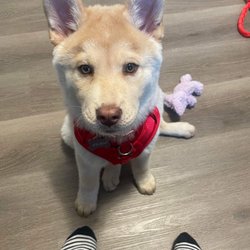 Rebecca Lee, Pet & House Sitter