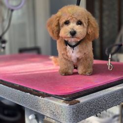 Nikki’s Grooming Pawlor