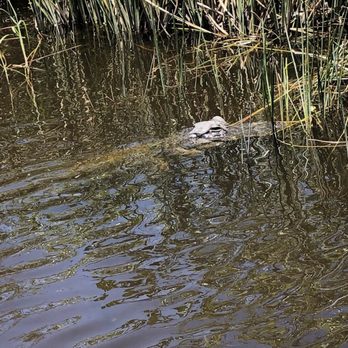 gator park - Boat Tours Near Me - Miami, Florida gator park - Boat Tours Near Me - Miami, Florida