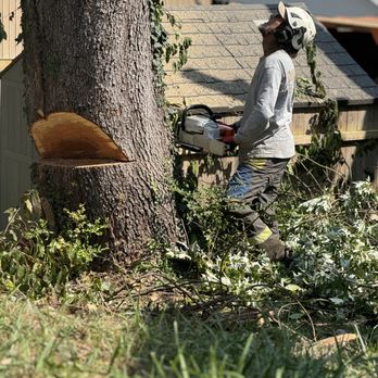 Roberts’ Tree Experts - Tree Services Near Me - Bristol, Tennessee Roberts’ Tree Experts - Tree Services Near Me - Bristol, Tennessee