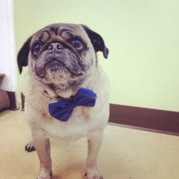 The Grooming Salon - Very dapper Cody - Pet Groomers Near Me - Brielle, New Jersey The Grooming Salon - Very dapper Cody - Pet Groomers Near Me - Brielle, New Jersey