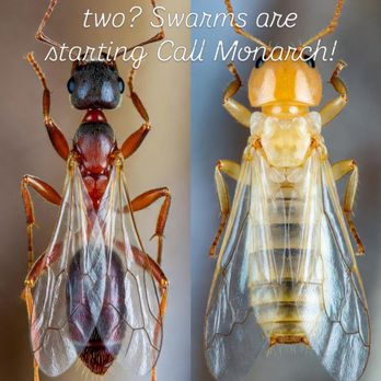 Monarch Pest Control - Pest Control Near Me