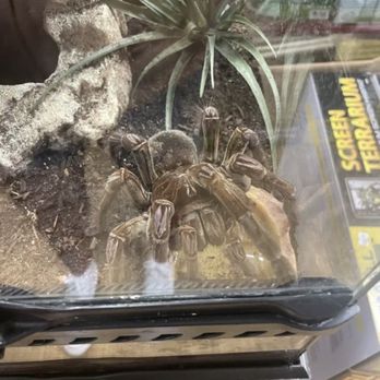 S & S Exotic Animals - Pet Stores Near Me - Houston, Texas