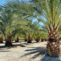 Regulus Date Ranch - Organic date farm