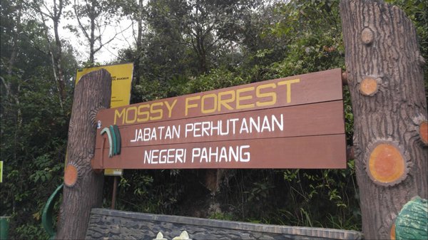 Mossy Forest by null