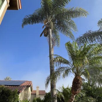 A's Tree Service - Before trimming - Tree Services Near Me - Placentia, California A's Tree Service - Before trimming - Tree Services Near Me - Placentia, California