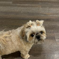 East Cherokee Veterinary Clinic - Cherry as a new patient! She is coming soon for her dental