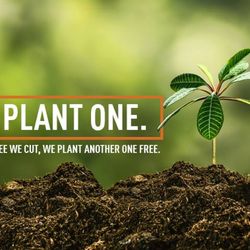 Avalon Tree Services - When we remove a tree, we will plant another one for free!