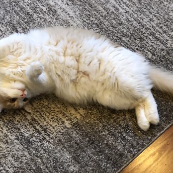 Animal Friends Rescue Project - Adopted like 6yrs ago.  Atari boy! - Animal Shelters Near Me - Pacific Grove, California