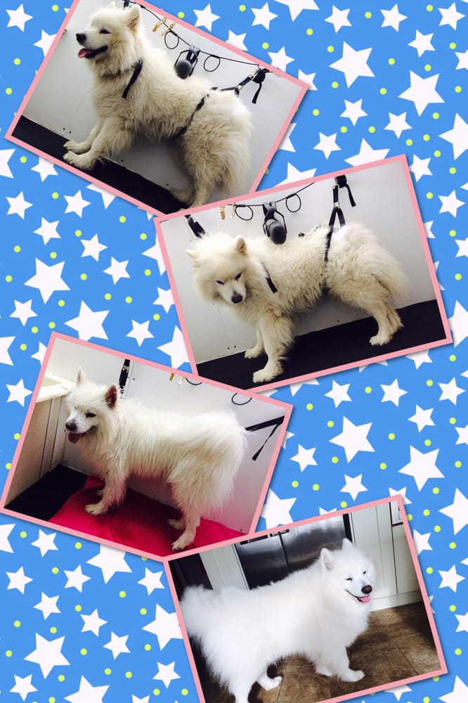 HAPPY HOWLERS Updated August 2024 20 Photos Hollins Hill, Baildon