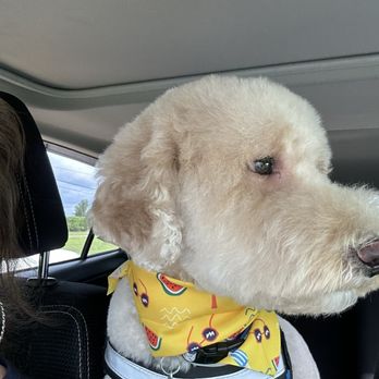 Lilly Pups Boutique - Side view of "Buddy" after visit to groomers!! - Pet Groomers Near Me - St. Cloud, Florida