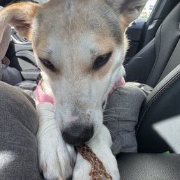 Lita crunching her favorite treats she just tried at amazing Rawvolution Pet Shop.