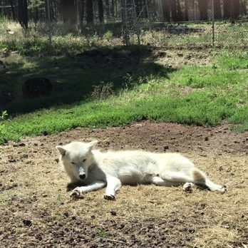 Bearizona - Wolf on our driving tour. - Zoos Near Me - Williams, Arizona Bearizona - Wolf on our driving tour. - Zoos Near Me - Williams, Arizona
