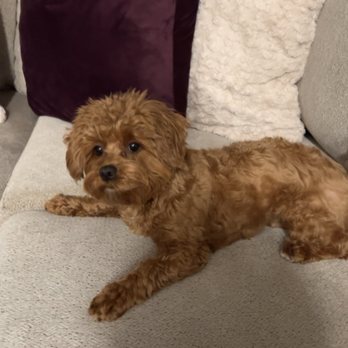 Muddy Paws OC - You can kind of see the pink spot on her hip where there's no more hair. - Pet Groomers Near Me - Orange, California